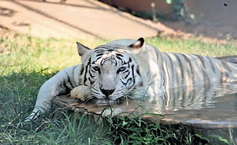 Nandankanan Zoological Park in Bhubaneswar rolls out summer plan as temperature soars