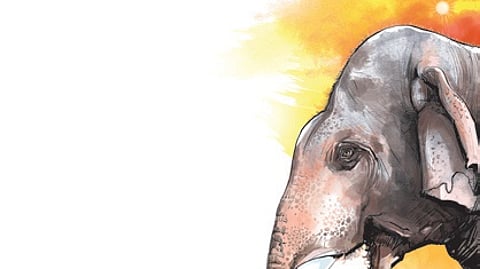 Two tuskers found dead in Athmallik and Dhenkanal forests of Odisha; cause of death unclear