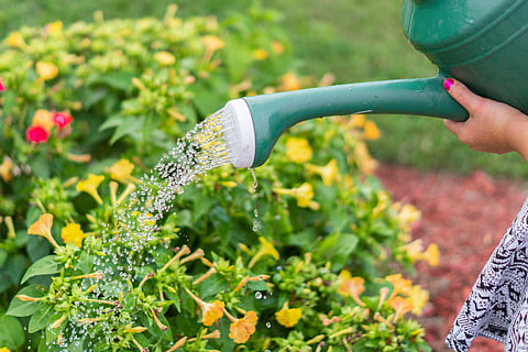 The art of watering plants