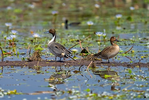 Kopra Reservoir has established itself as a critical sanctuary for thousands of migratory birds that traverse international borders and various Indian states every year.