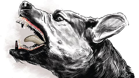 stray dog
