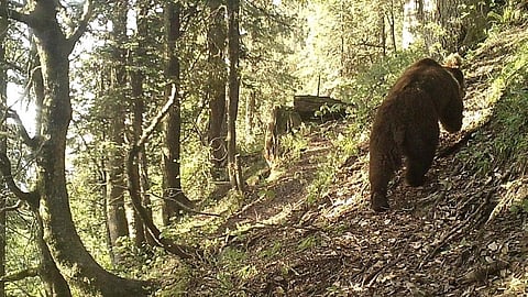 Rare Himalayan brown bear