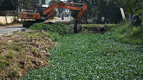 The fast-spreading aquatic weed has been choking irrigation channels, degrading water quality, and threatening biodiversity.