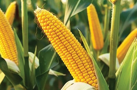The government has so far procured 13.42 LMT of maize from 2.42 lakh farmers through 338 procurement centres during the Rabi 2025–26 season.
