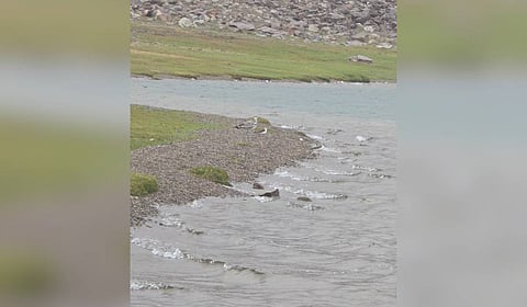 Chandratal Lake is among the highest wetlands supporting migratory birds in the Lahaul and Spiti district and this record demonstrates that Trans-Himalayan wetlands act as crucial stopover or exploratory habitats for large migratory species.