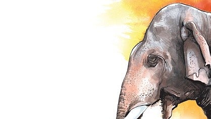 According to reports, staff of the Kapilash range spotted the carcass of the tusker lying inside the forest and immediately informed senior officials.