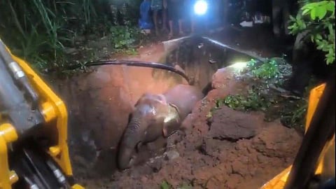 Forest Department officials rescued a female elephant calf that had accidentally fallen into an underground water storage tank at a private farm near Anthiyur in Erode district on Friday midnight, following a struggle lasting about two hours.