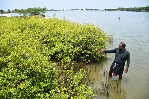 R Raja, a 49-year-old environmental activist involved in various social service activities, played a role in developing mangrove forests in the backwater areas near Puducherry.