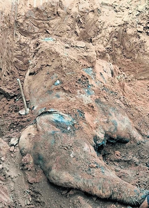The exhumed carcass of the elephant