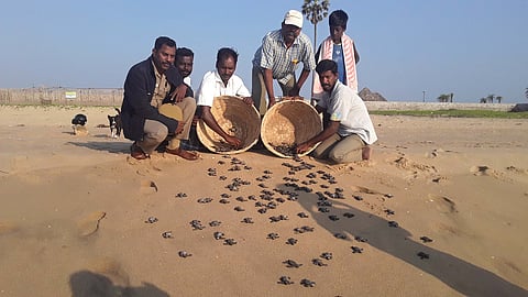 Olive Ridley hatchlings being released at the sea in Villupuram