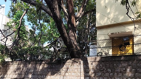 A large tree leans dangerously onto the compound wall of the Government Model Primary School in Vijayanagar.