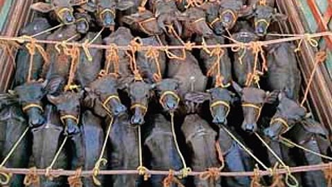 Image of cattle.