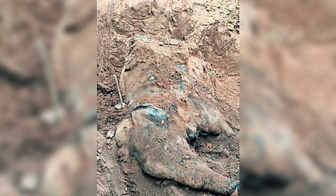 The exhumed carcass of the elephant