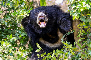 A 52-year-old estate supervisor was severely injured in a sloth bear attack at Valparai, in Anamalai Tiger Reserve.