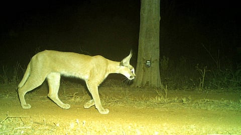The sighting was captured recently in a camera trap inside the park, which is India’s first home to African cheetahs and their India-born cubs.