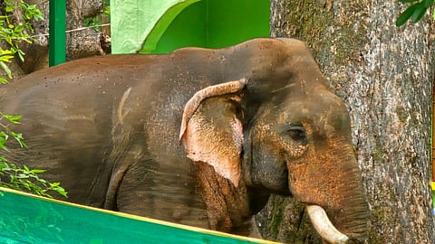 The tusker inside the protective area in Talbandh wildlife range.