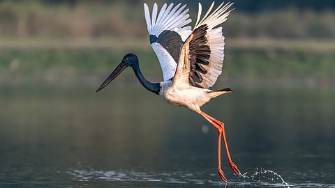 Of the 112 species of raptors recorded in India, nearly 50 have been documented in Kaziranga and its adjoining landscape.
