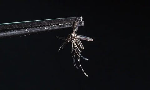 A dead Aedes aegypti mosquito is seen at a laboratory of biotech company Wolbito do Brasil, in Curitiba, Parana state, Brazil on March 19, 2026