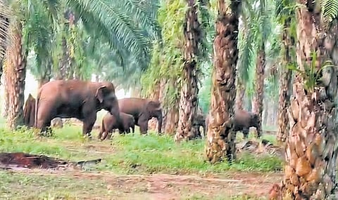 The herd consisting of eight elephants has created havoc by destroying agriculture pump sets in a palm oil orchard on the outskirts of Puliganivalasa village under Salur mandal in the district on Saturday.