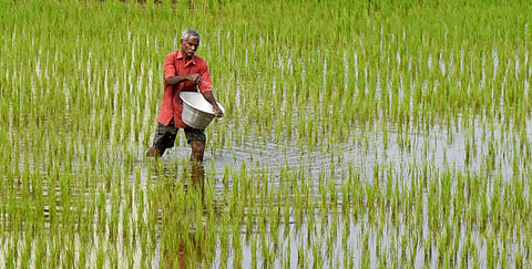 Apart from higher fuel costs, the prices of potash, ammonium sulphate, and NPK fertilizers have increased by Rs 50 to Rs 400 per 50-kg bag.
