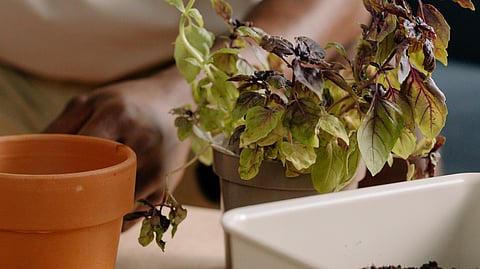 Learning to read plant signals