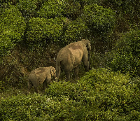 A jumbo herd moving through the plantation in Chinnakanal. Image used for representational purposes only.