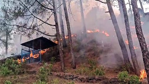 Massive forest fire erupts across multiple areas in Rajouri forest division; firefighting efforts intensified