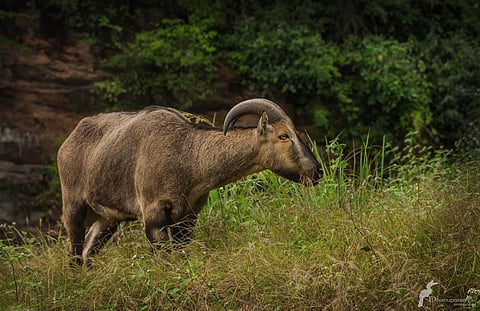 Nilgiri Tahr at Anamalai Tiger Reserve (ATR).