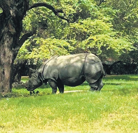 Cooling measures for animals at zoo, but guards left to bear searing heat