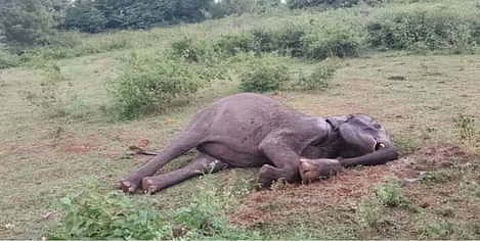 wild elephant