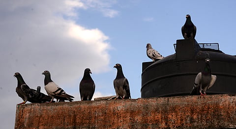 Homecoming: Chennai’s racer pigeon sets a new record, returns from Delhi in 16 days