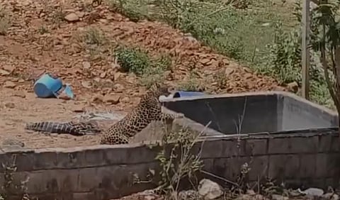 Forest department sounds high alert in Tirupati border areas as leopards venture into city