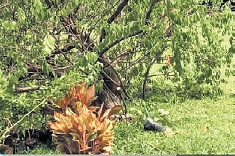 Sandalwood tree