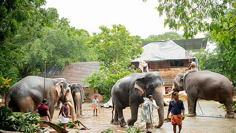An elephant suffering from a foot disease Nandan, one of the heaviest elephants in Asia, is in a weakened condition after being affected by a foot disease. Siddharthans tusk has started developing a yellowish discoloration, and there is a possibility that the tusk may break off.