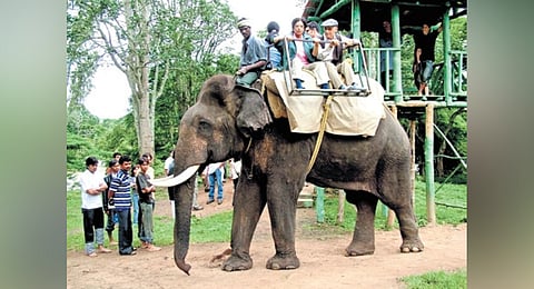 Tourists will have to stand at least 30 feet away from elephants to watch them in camps.