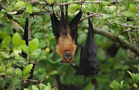Bat to the basics: Inside the quest to understand India’s most misunderstood mammals