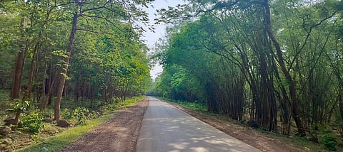 Srisailam ghat road in Nallamala forest.