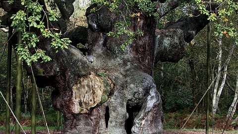 A 1200-year-old Major Oak tree, which Robin Hood allegedly used as a hideout, stands in Sherwood Forest near Nottinghamshire, England, on Oct 19, 2007.
