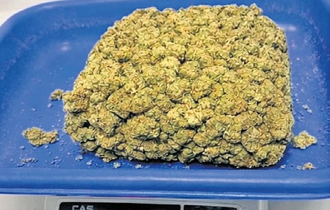Hydroponic cannabis worth Rs 11 crore seized at Chennai airport on Thursday