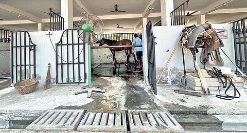 There are only five syces to care for the 29 horses in the Pudupet facility.