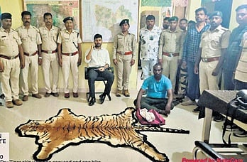 Forest dept personnel with the accused and the seized tiger skin.