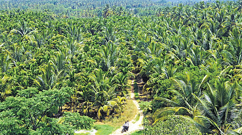 Coconut plantations at Bannigiri in Bidadi, where a township has been proposed.