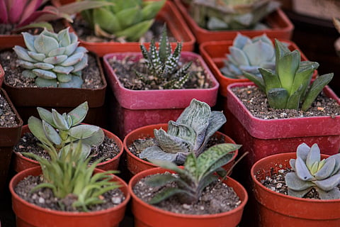 Right plants for the right climate