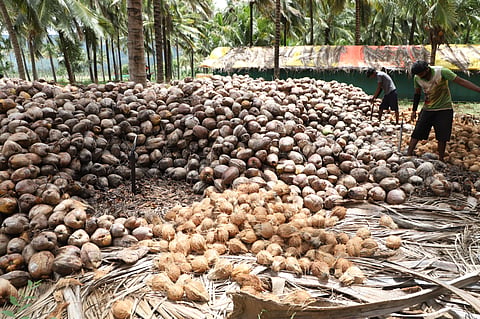 Workers peel coconut shells at a farmland in Devarayapuram, Coimbatore district, on Monday.