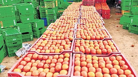 Tomato Stocks in large scale at Kalikiri Tomato Market on Tuesday.