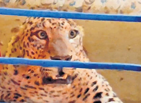 Screengrab of a video showing the leopard