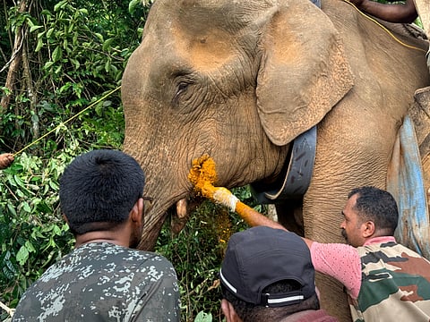 Assistant Veterinary Forest Officers Binoy C Babu and Midhun O V cleaned the injured area in the mouth and administered antibiotics before releasing the elephant back into the wild.