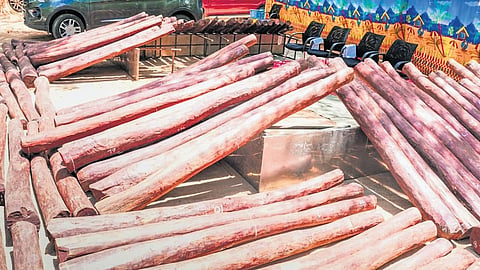 Seized Red Sanders from Anantapur District displayed at RSASTF headquarters , Tirupati On Thrusday.