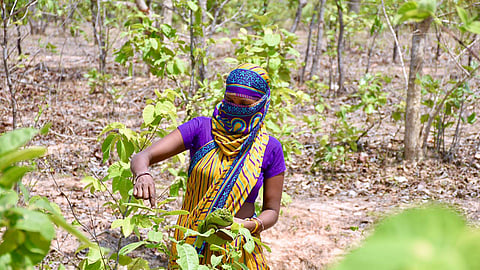 A woman farmer plucks Tendu Patta (East Indian ebony) from the community forest in Gondia, Maharashtra.