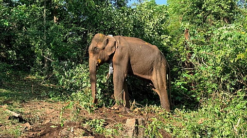 The rogue elephant of Pindimana which was tranquilised and radio collared on Thursday.
